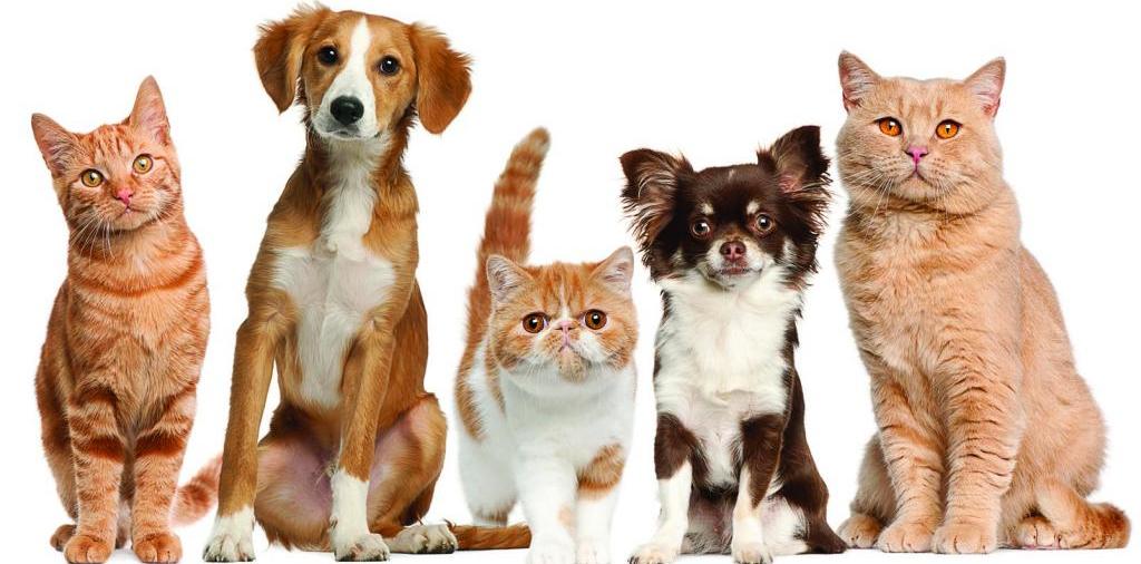 Доска объявлений о животных | ЗооТом - продажа, вязка и услуги для животных в Ветлуге