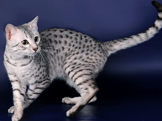 Породы кошек в Ветлуге | ЗооТом портал о животных