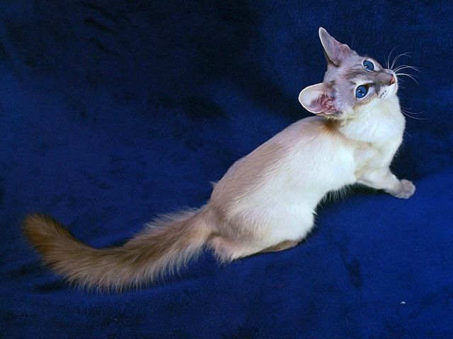 Выведенные породы кошек в Ветлуге | ЗооТом портал о животных