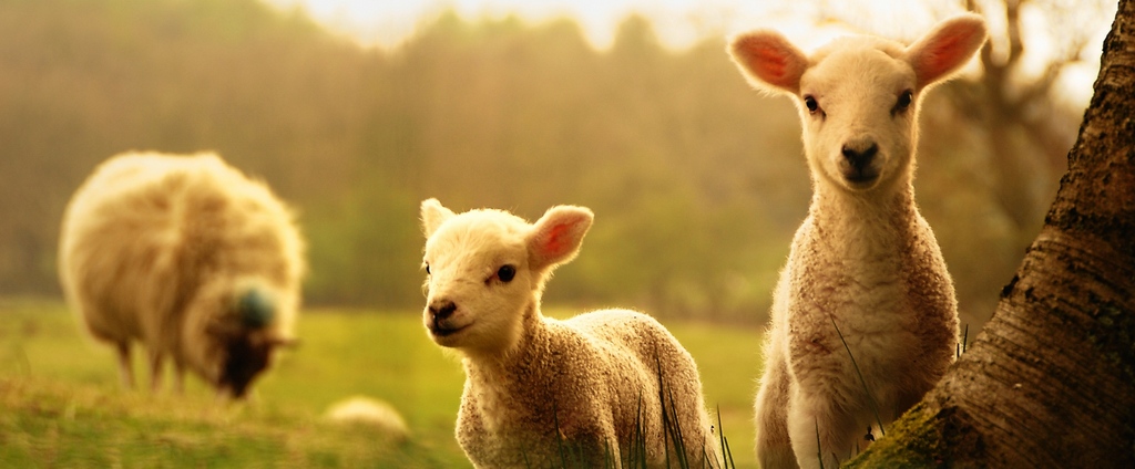 Объявления о сельскохозяйственных животных | ЗооТом - продажа, вязка и услуги для животных в Ветлуге