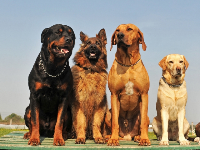 Крупные породы собак в Ветлуге | ЗооТом портал о животных